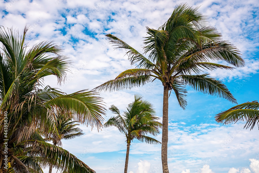 Low angle view of coconut tree against cloudy sky. Scenic tall palm trees swaying in wind against beautiful cloudy sky Low angle view of coconut tree against cloudy sky. Scenic tall palm trees swaying in wind against beautiful cloudy sky