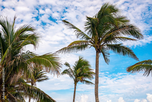 Low angle view of coconut tree against cloudy sky. Scenic tall palm trees swaying in wind against beautiful cloudy sky
