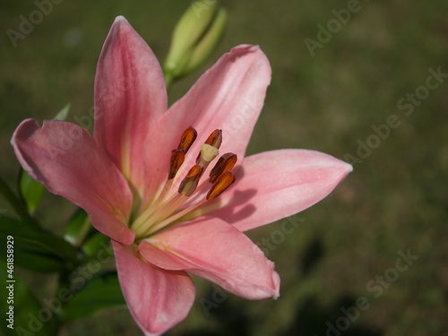 Lily close up shadow