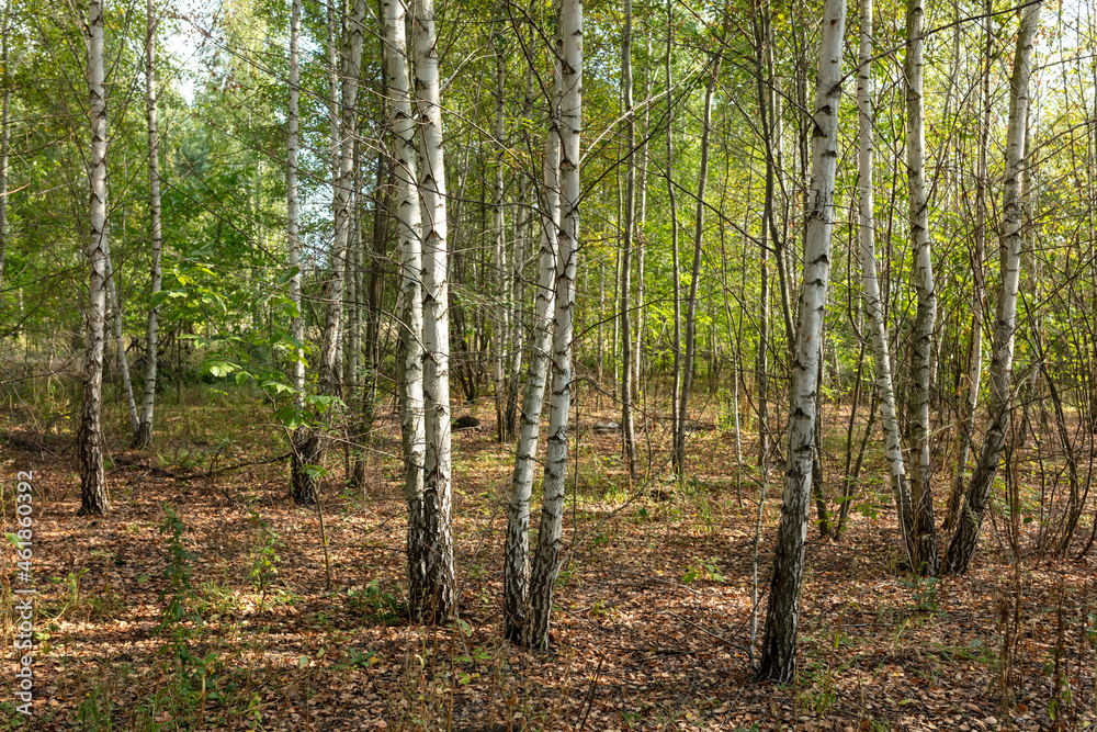 Obraz premium Forest with birches in summer.