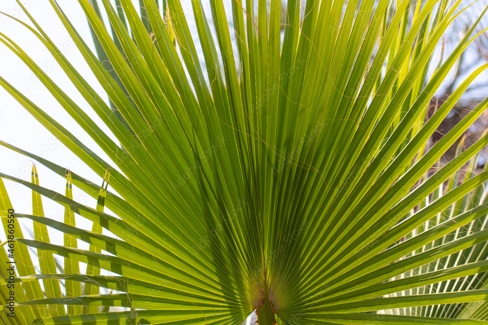 Fototapeta premium Green leaves of a palm tree