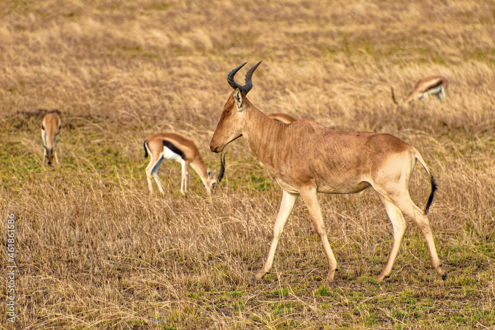 Tanzania, Serengeti park – Antelope Impala. Tanzania, Serengeti park – Antelope Impala.