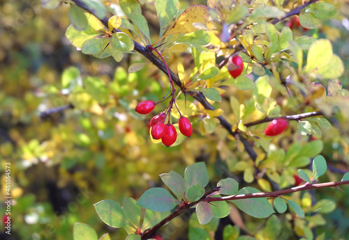 Red berries of barberry on branches among yellow foliage on a bush in autumn, selective focus, horizontal orientation.