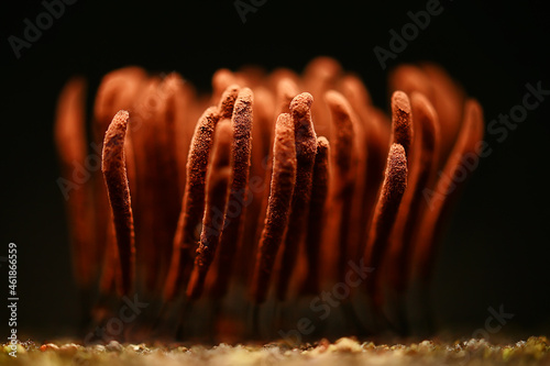 plasmodium mold fungi, microscope close-up little life, unusual fungi mold in the forest photo