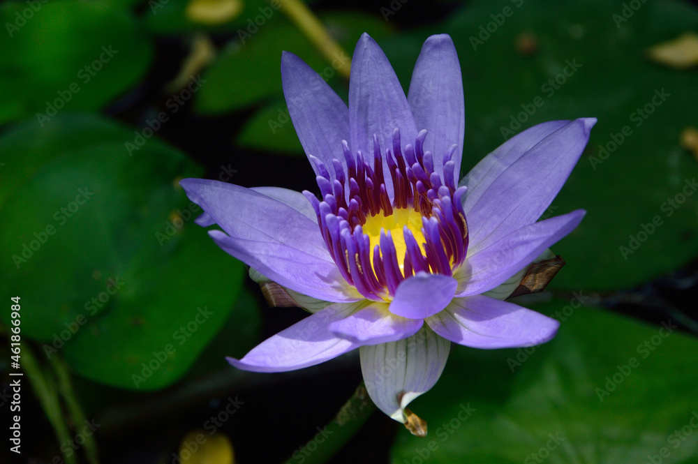 Purple tropical waterlily