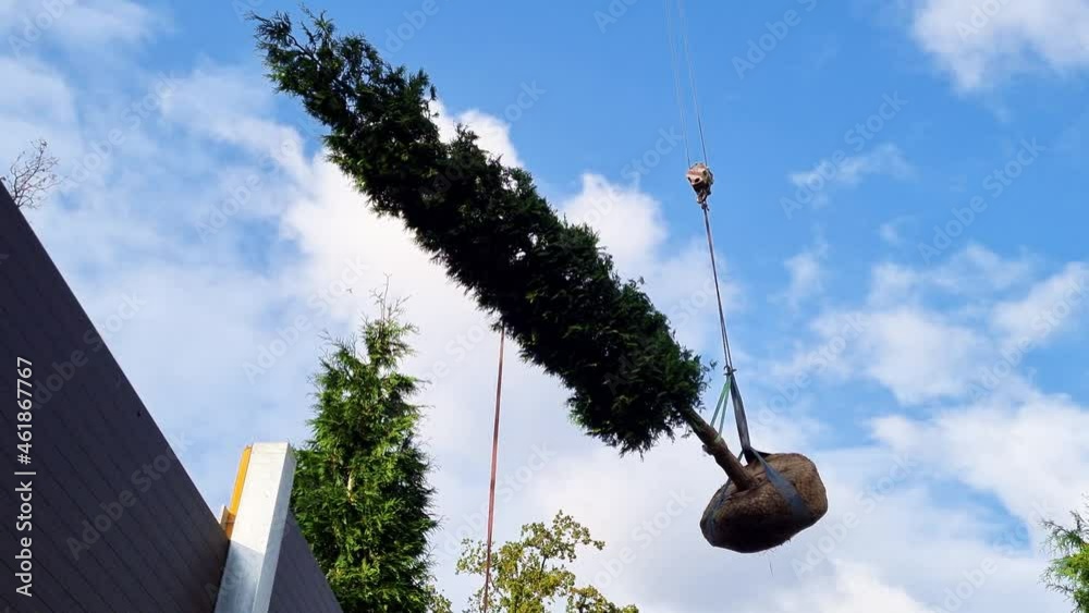 crane lifts the tree. planting and transplanting large plants