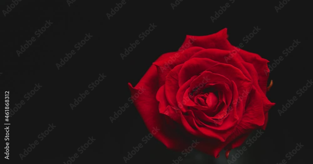 Rose rotates on a black background top view Rose rotates on a black background top view