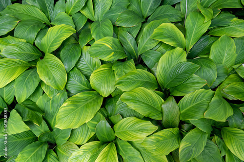 Brightful green leaves as the background pattern