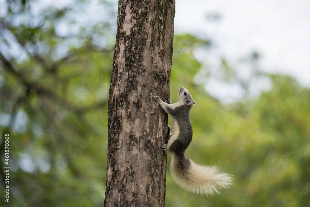 squirrel climbing on tree at park