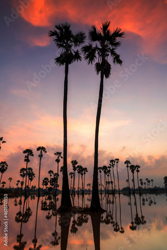 vertical silhouette sugar palm at dawn with reflect