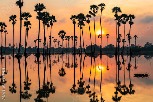 sugar palm trees with skyline reflection at sunrise