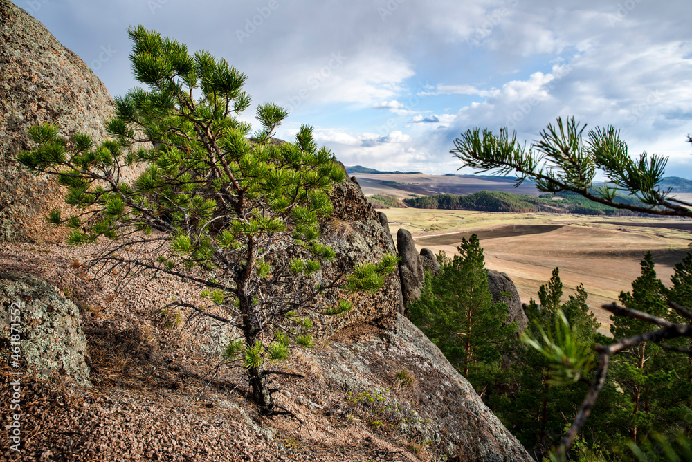 Rocks with pine trees against the sky, spring Rocks with pine trees against the sky, spring