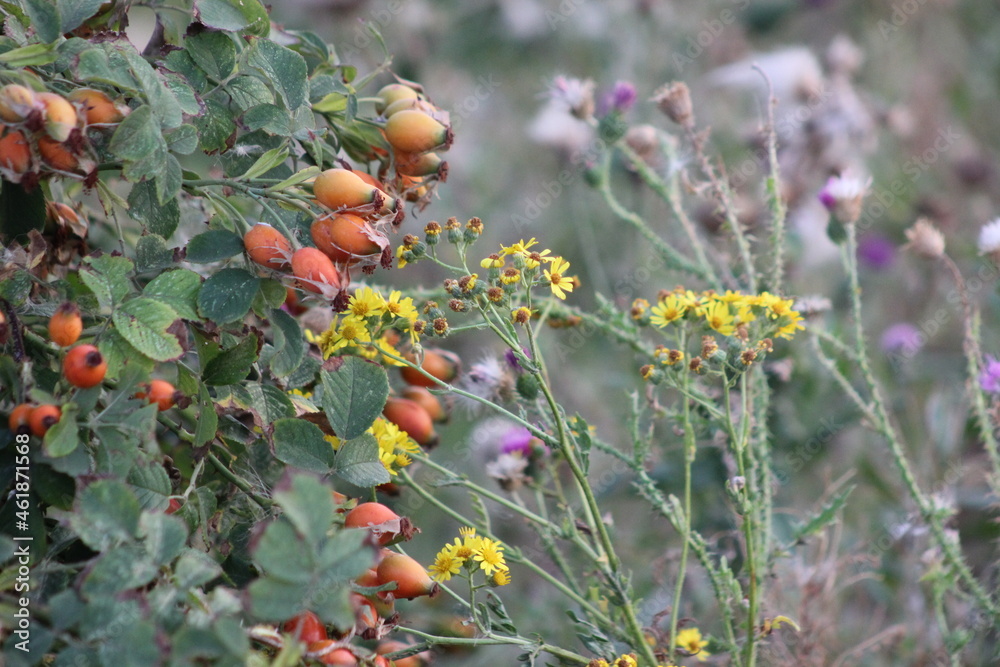 berries on a bush