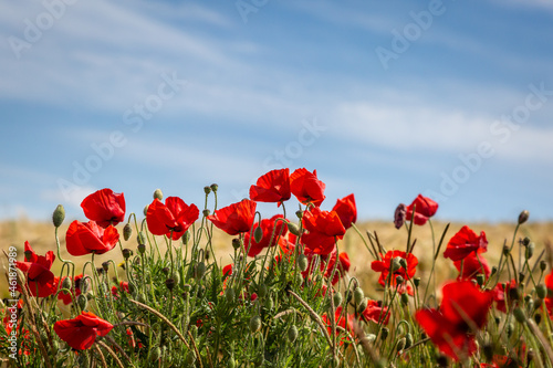 Poppies in Bloom at the Edge of Farmland, on a Sunny Summers Day