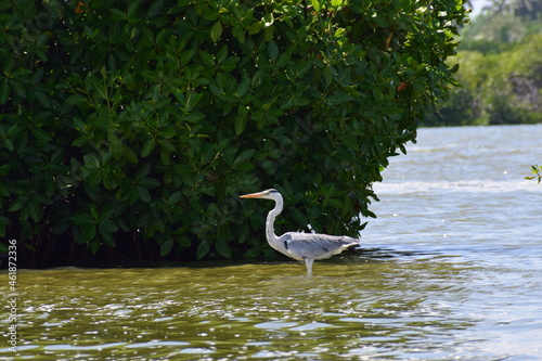 Heron bird on the water land 