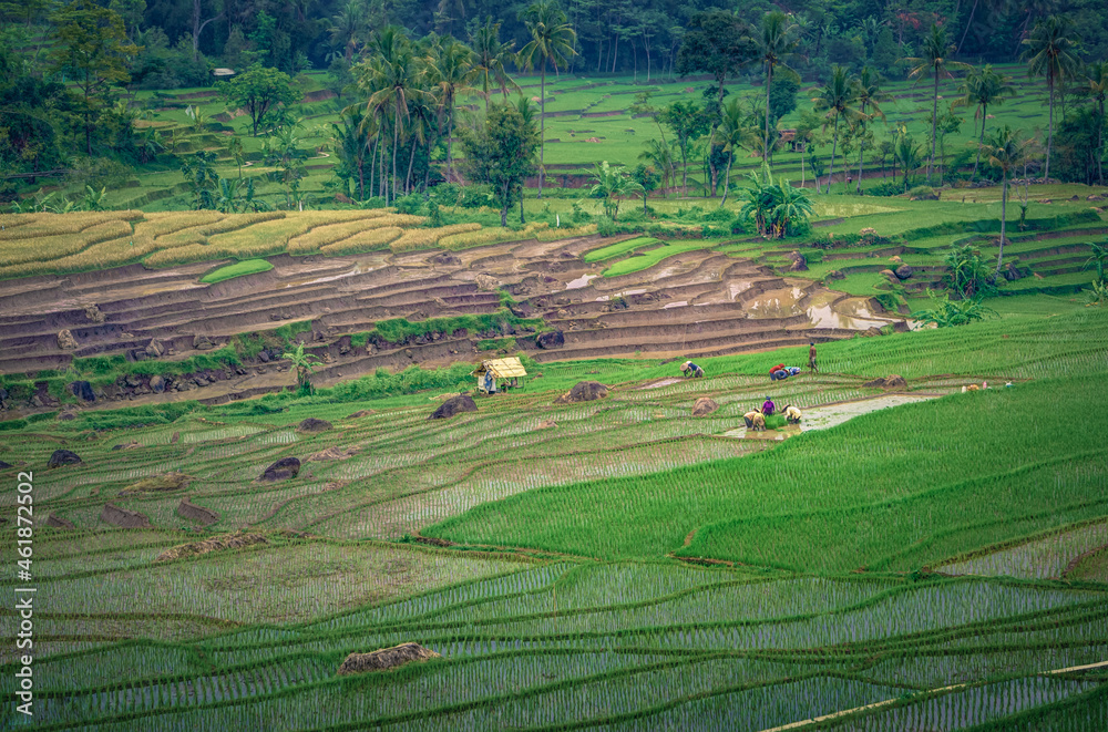 Fototapeta premium rice field