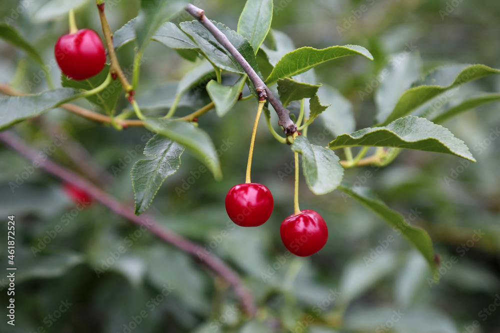 Three ripe red cherries on a branch