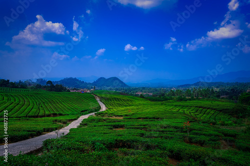tea plantation road