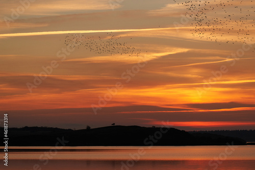 Starlings flying in colourful sunset at lake Flyndersoe in Denmark with the sky reflecting in the lake on a silent evening