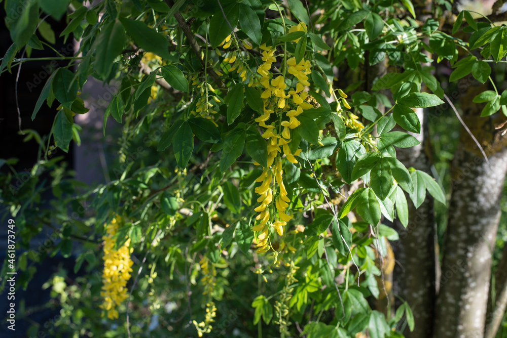 the yellow flowers of a golden chain the yellow flowers of a golden chain