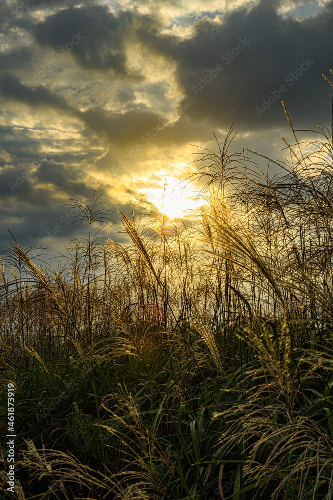 miscanthus field at sunset