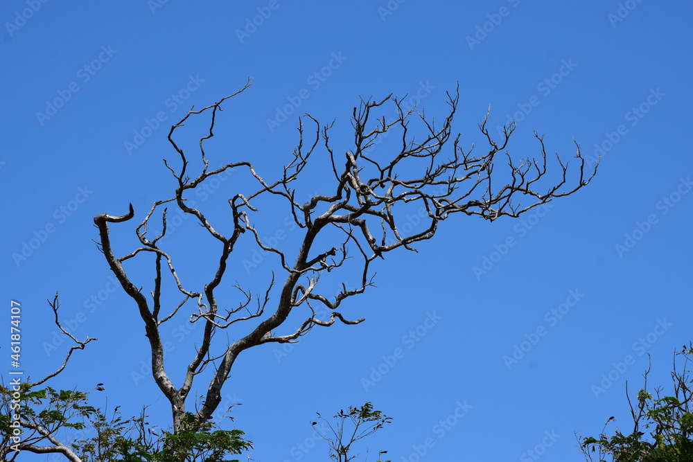 Beautiful dried branches of a tree in blue sky background Beautiful dried branches of a tree in blue sky background