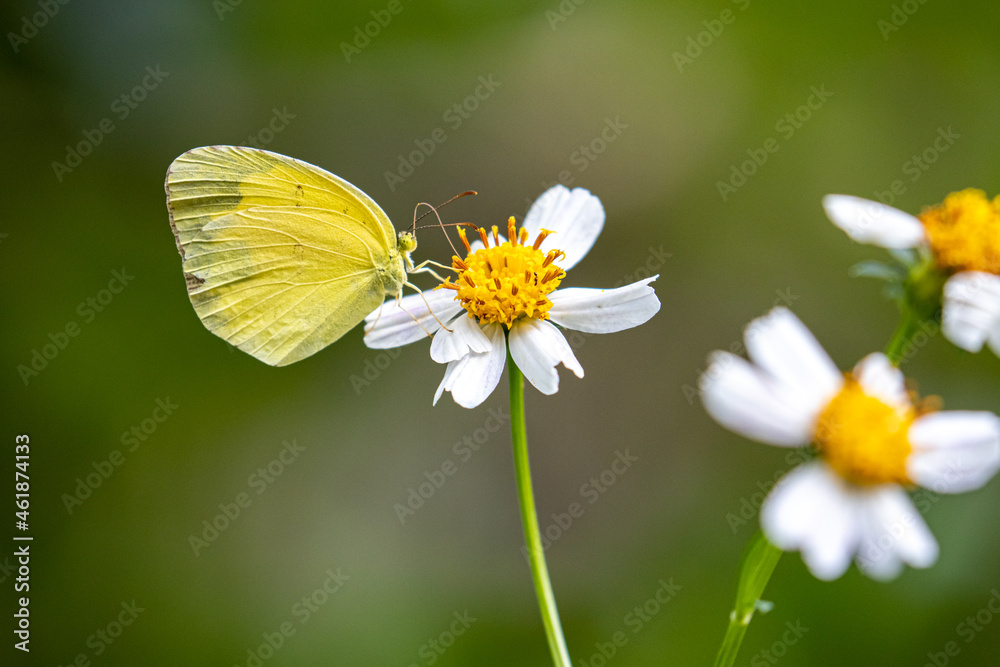 Yellow Orange Tip butterfly (Ixias pyrene) drinking on plant Yellow Orange Tip butterfly (Ixias pyrene) drinking on plant