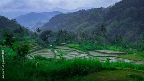 rice field during monsson photo