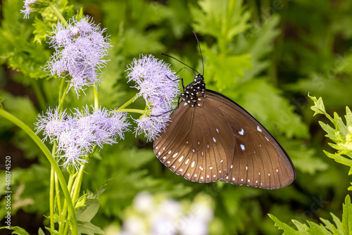 Striped Blue Crow Butterfly drinking on plant photo