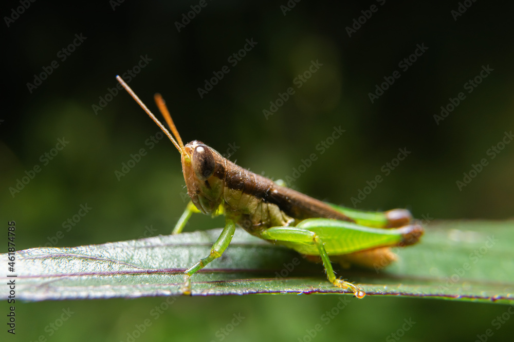Fototapeta premium insect. various insects in the garden