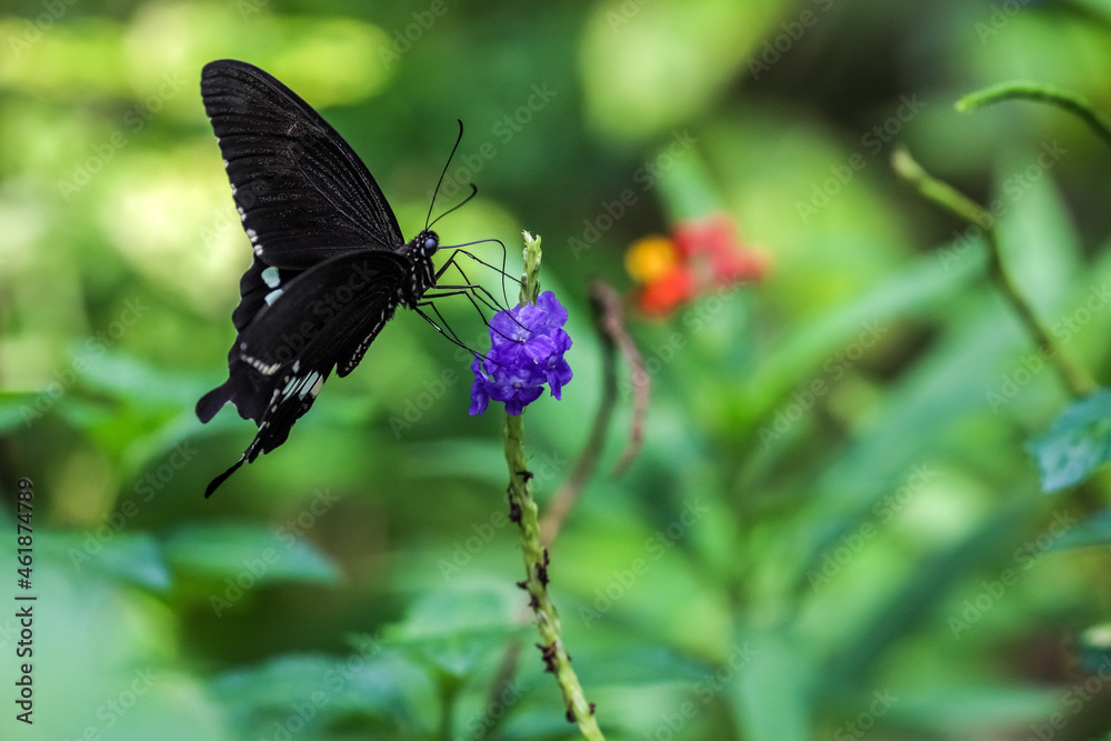 Common Mormon butterfly (Papilio polytes) drinking on plant Common Mormon butterfly (Papilio polytes) drinking on plant