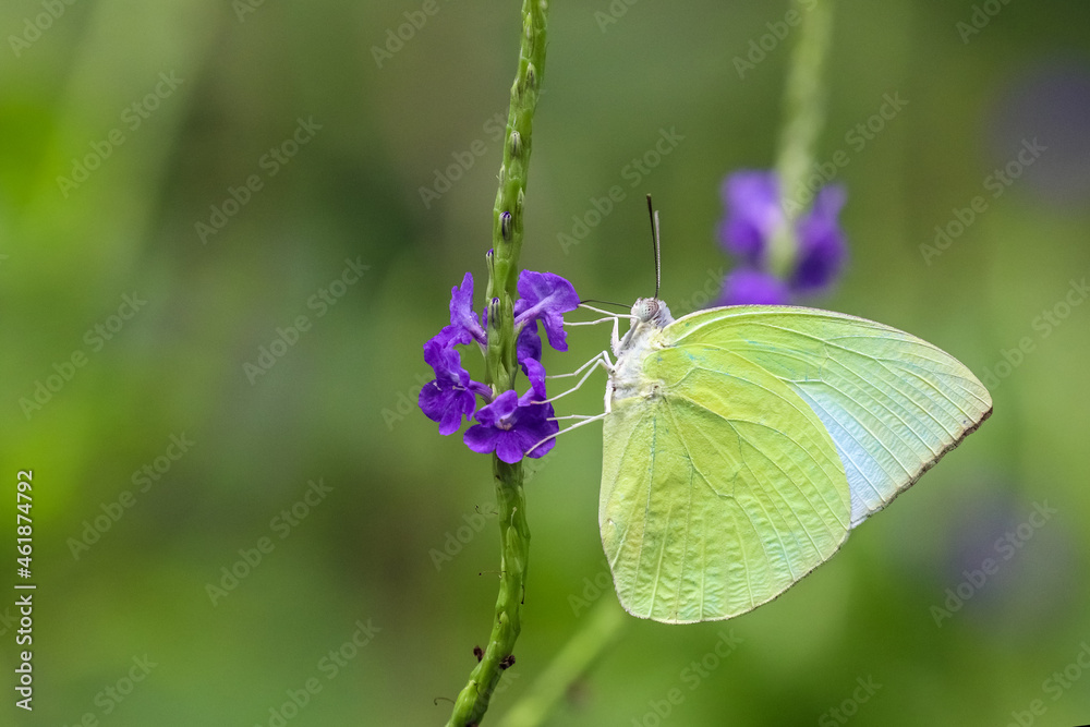 Common Albatross butterfly (Appias albina) drinking on plant Common Albatross butterfly (Appias albina) drinking on plant
