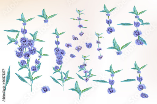 Collection of vector hand drawn mint flowers in watercolor vintage style