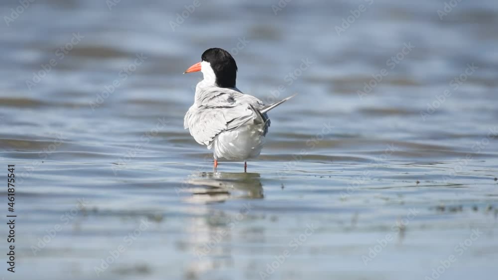 Common Tern - Sterna hirundo adult bird cleans feathers. Common Tern - Sterna hirundo adult bird cleans feathers.
