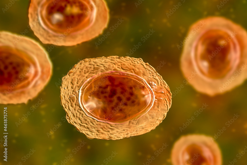 Ascaris lumbricoides unfertilized egg, illustration StockIllustration