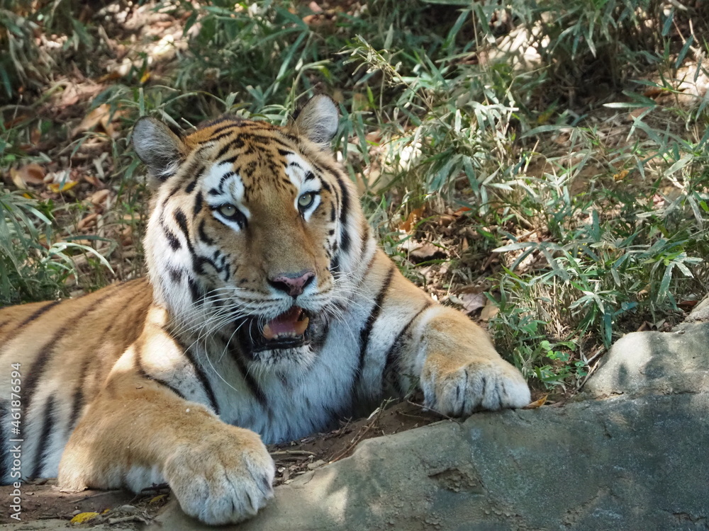 Obraz premium 凛々しい虎のいる風景