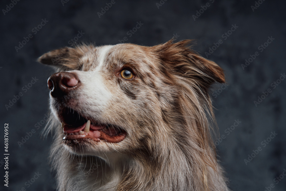 England purebred sheepdog with fluffy fur against dark background