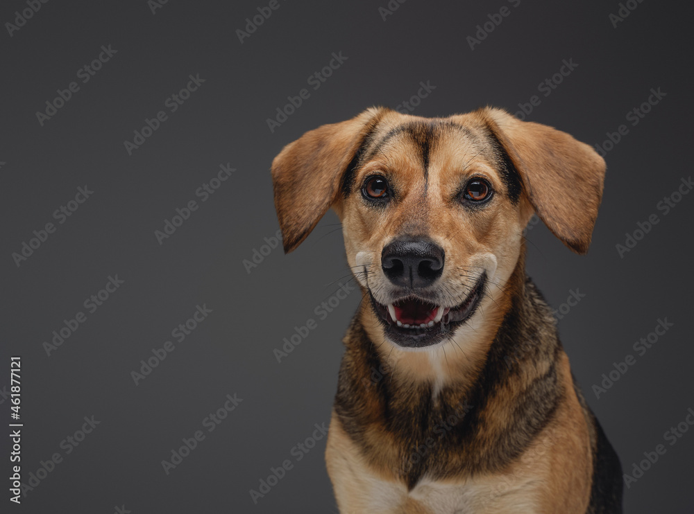 Joyful beagle dogggy with brown fur against gray background