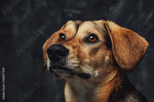 Single brown furred dog posing against dark background