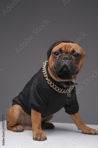 Domestic purebred french bulldog dressed in black hoody