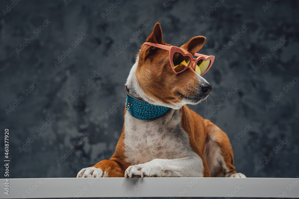 Fashion basenji doggy with sunglasses against dark background