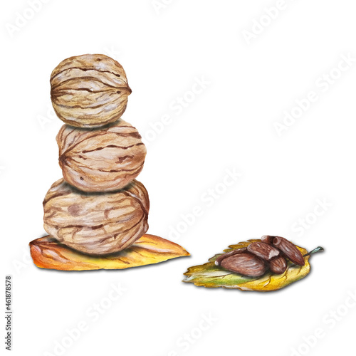 Sfondo autunnale con noci e mandorle disegnate a mano su foglie secche