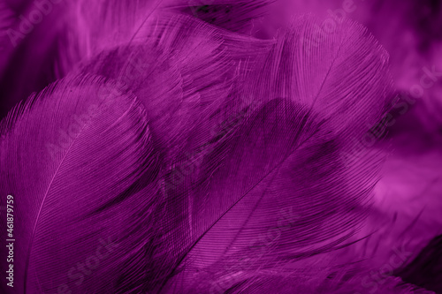 macro photo of violet hen feathers. background or textura