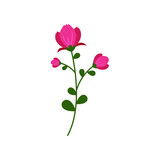 rose flower vector illustration design on white background