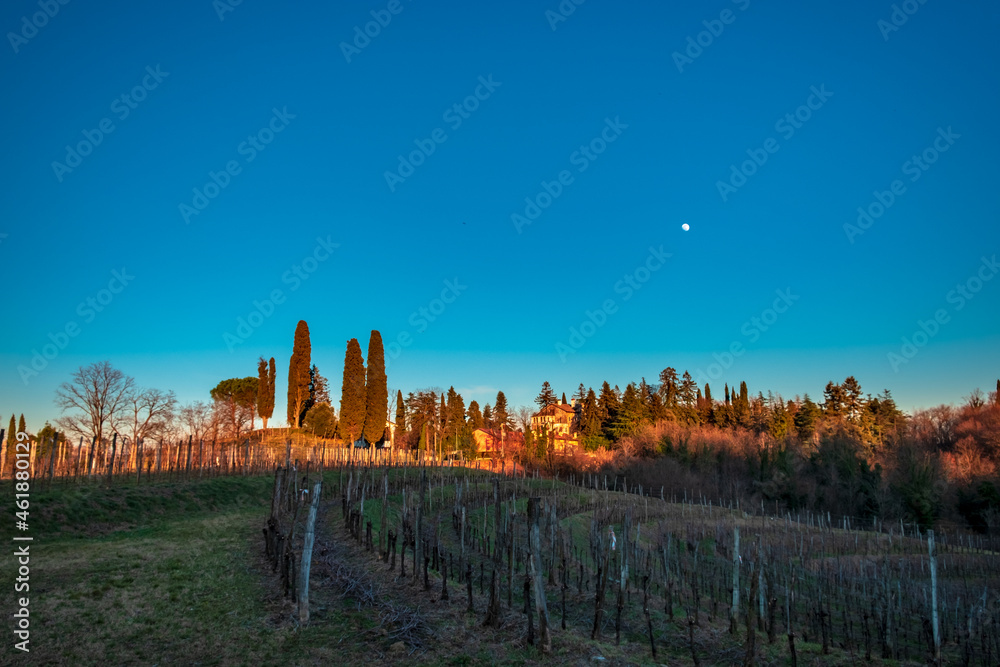 Winter sunset in the vineyards of Collio Friulano