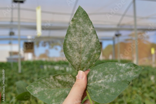 Soybean trifolium  grown in a greenhouse infected with powdery mildew Fototapet