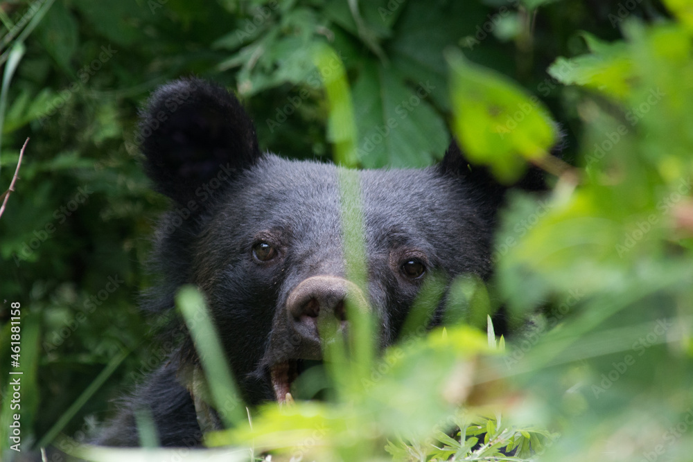 Naklejka premium Yawning Asian Black Bear cute