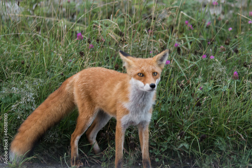 Cute Fox looks at camera flowery background