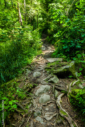 Wanderweg mit Felsen und Wurzeln im Wald