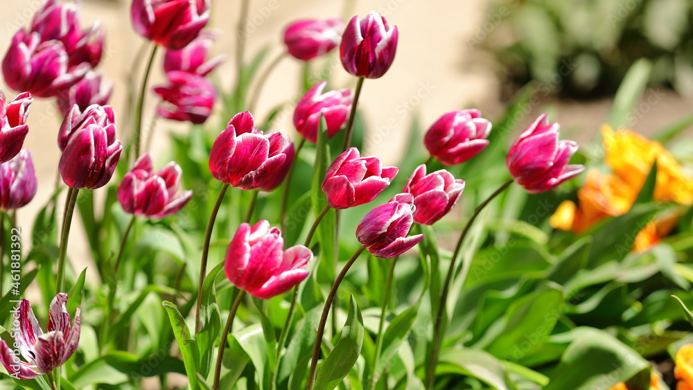 Fototapeta premium Pink and white tulips in the city botanical park
